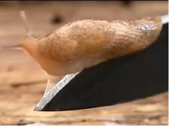 乐丝汀蜗牛霜效果怎么样,乐丝汀蜗牛面膜怎么样