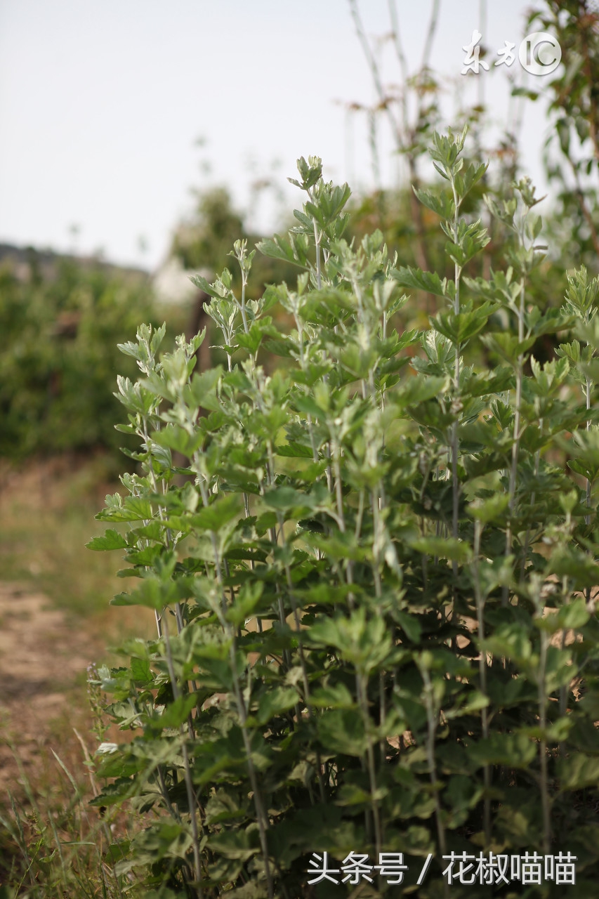 艾叶能否除痒,艾叶怎么处理治皮肤痒
