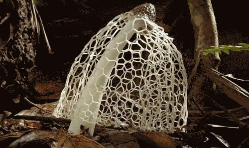 原来蘑菇还能这么做,蘑菇原来样子