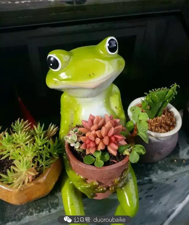 用多肉做花的方法,多肉植物自制方法