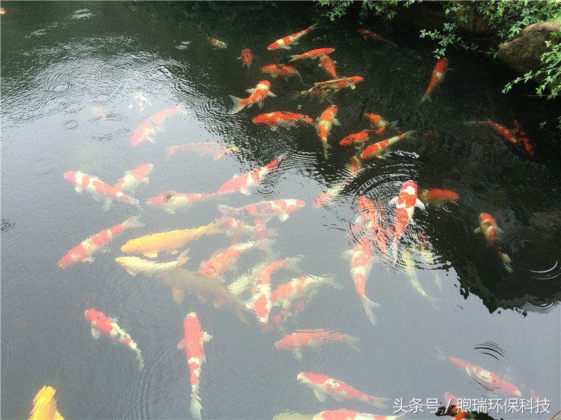 我宁愿化做池塘里的一尾锦鳞,不畏浮云,不惧声色,不问世俗!