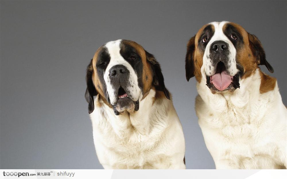 盘点全网最精的狗狗,史上最全狗狗大全