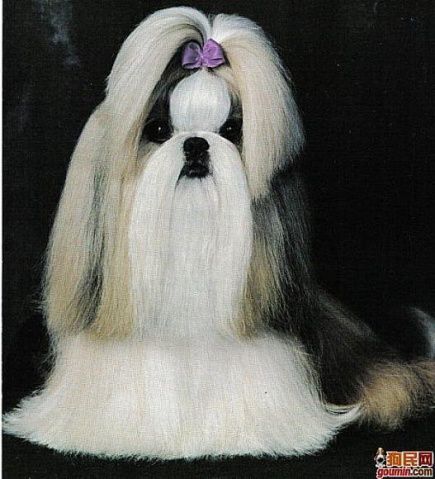 盘点全网最精的狗狗,全网狗狗大合集