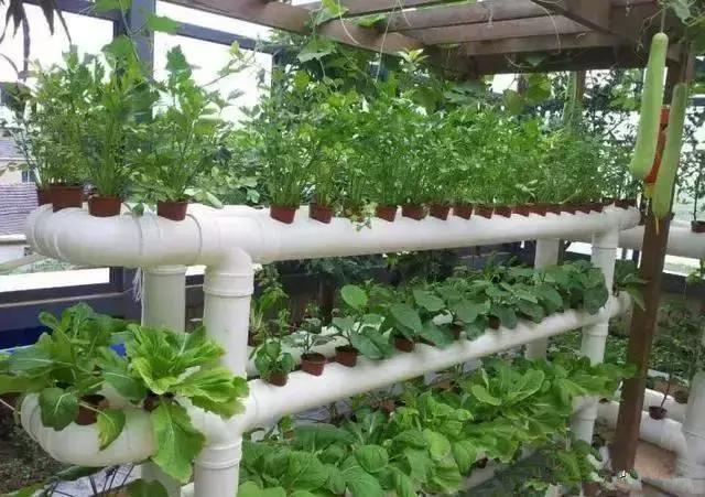 pvc管阳台无土种菜全图解,用pvc管阳台种菜安全吗