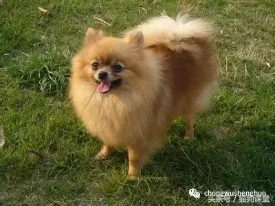 犬种介绍柯基,犬种大全