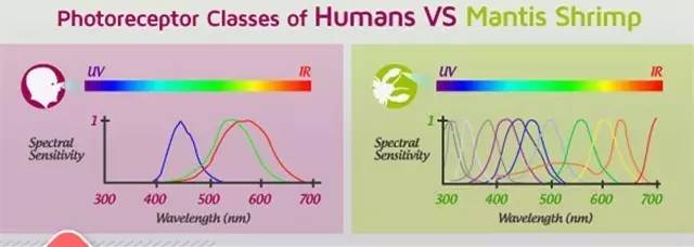 色盲也是超能力？英国专招色盲做夜间侦察兵