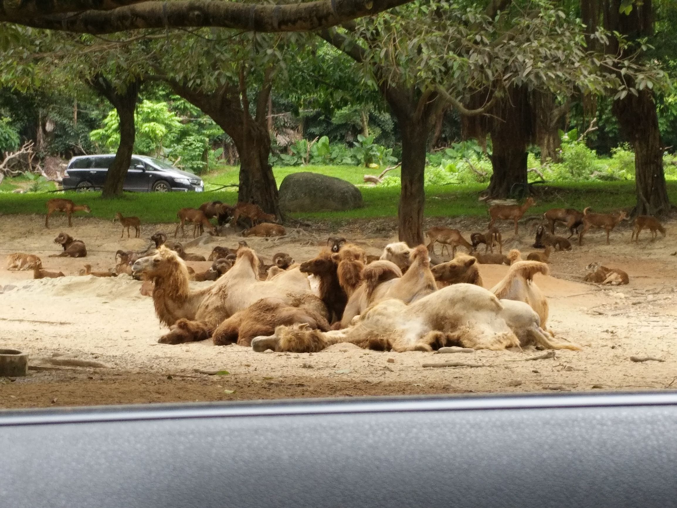 带一岁半宝宝去长隆野生动物园,长隆野生动物园最佳路线图
