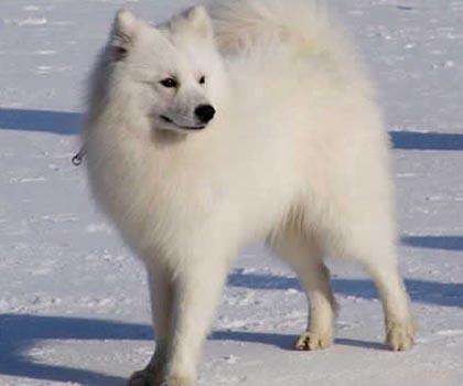 盘点全网最精的狗狗,全网狗狗大合集