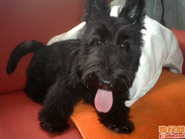 盘点全网最精的狗狗,史上最全狗狗大全