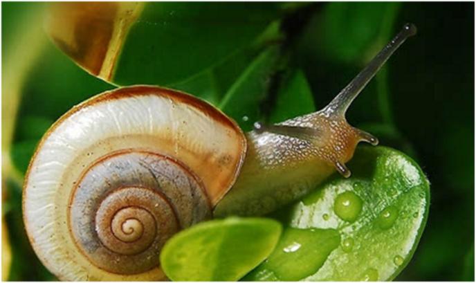 乐丝汀蜗牛霜效果怎么样,乐丝汀蜗牛面膜怎么样