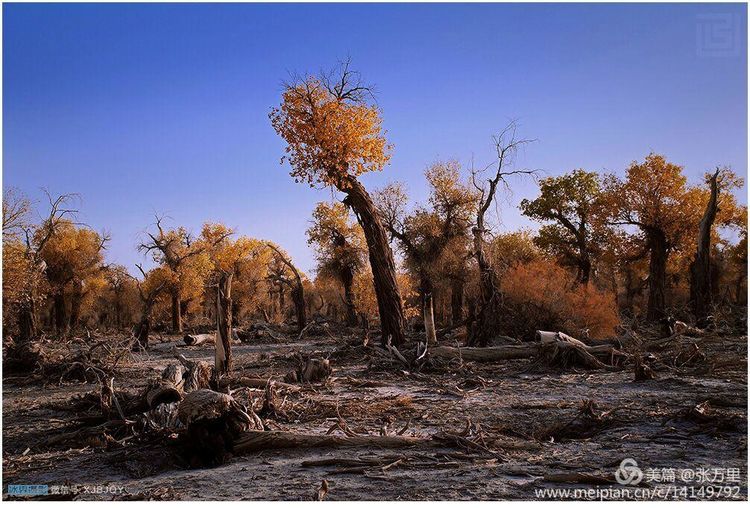 美丽*疆新**100张——美在雪山，美在草原，美在戈壁，美在心灵！