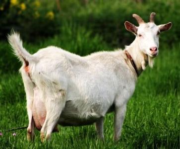 羊病怎么检查最准确,羊病的快速诊断能力有什么意义