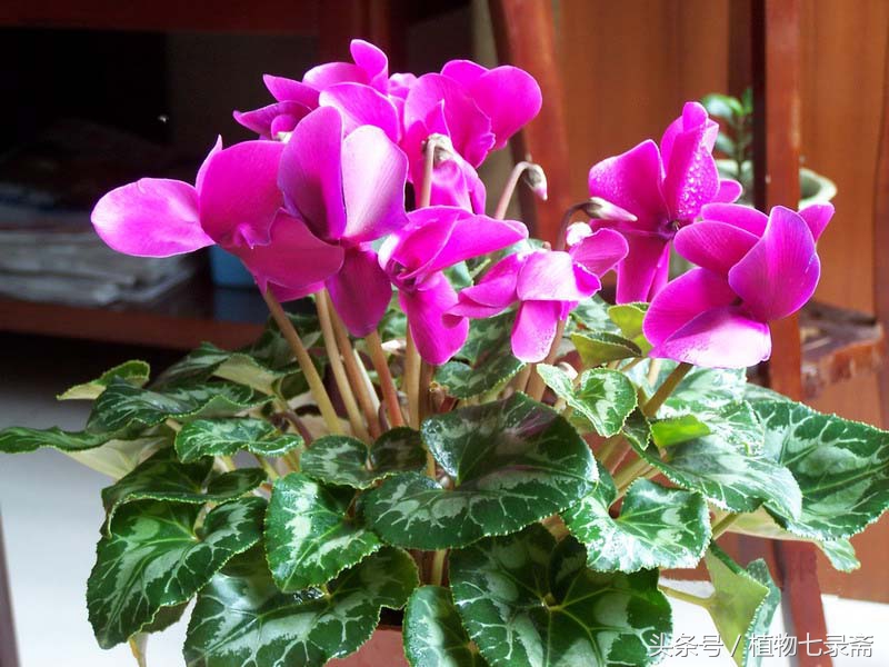 初春如何养好花卉盆栽图片,居家如何养好花卉植物盆栽