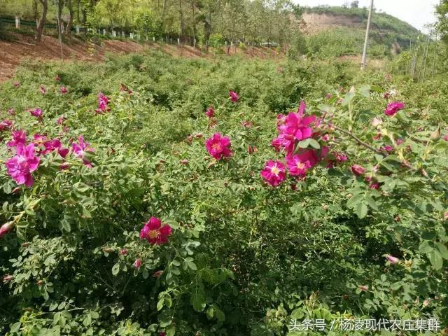 来穿越花海赴春天的约会,龙丽威大马士革玫瑰庄园