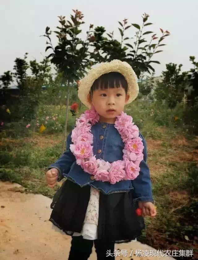 来穿越花海赴春天的约会,龙丽威大马士革玫瑰庄园