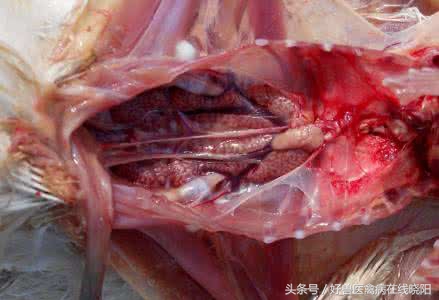 鸡尿酸盐沉积喂什么药,鸡尿酸盐沉积在肾脏的症状