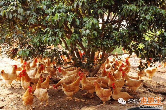 深圳最好最高档酒店餐厅,深圳十大奢侈餐厅排行榜图片