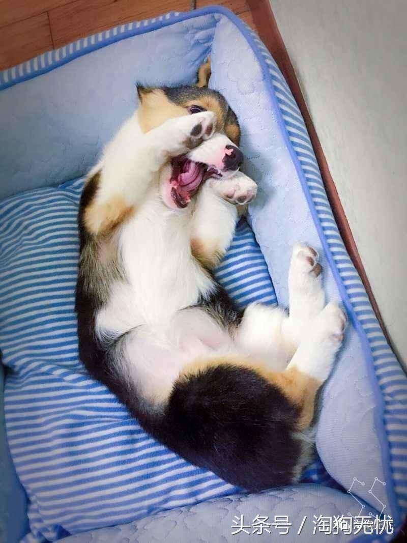 养狗前要学会的八件事,新手养狗怎么给狗狗养成习惯