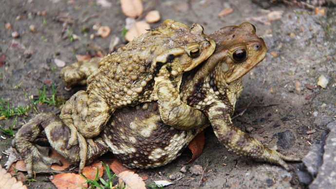 蟾蜍养殖都有哪些收益,蟾蜍养殖手续怎么办理