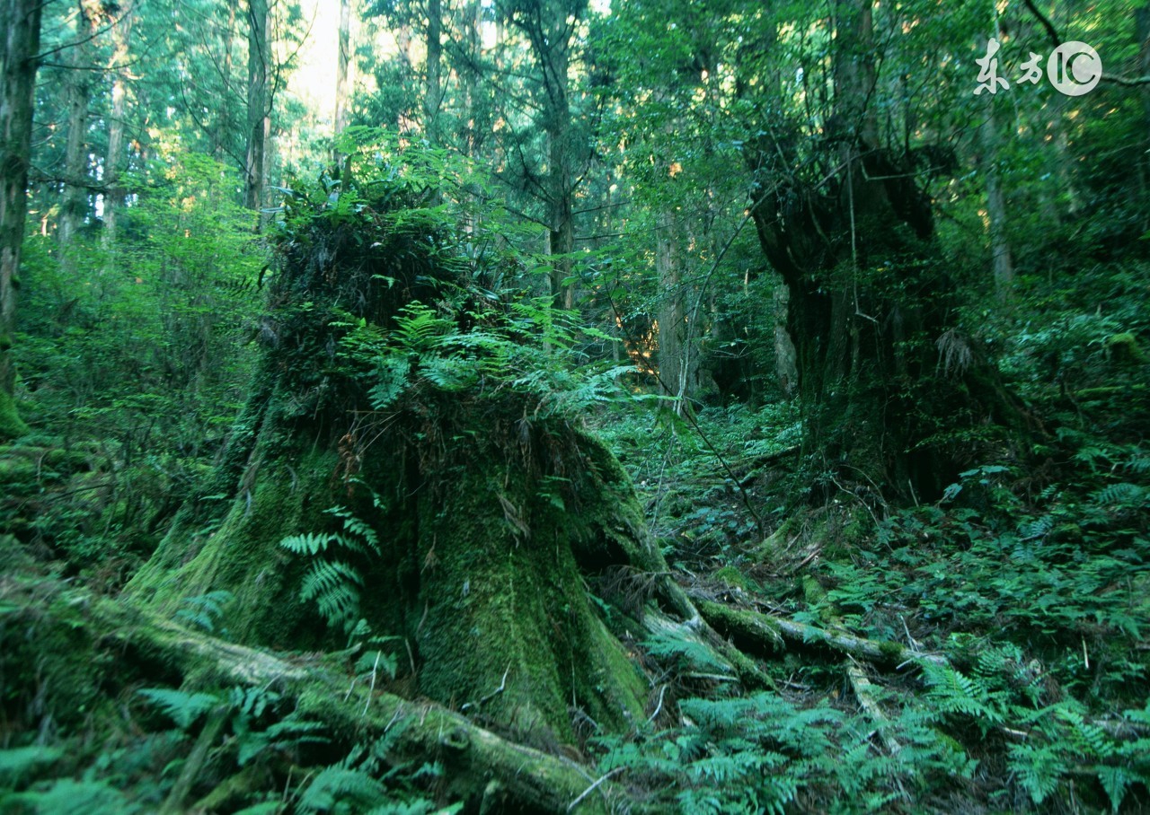 一个孤独的树洞,愿做一个树洞承载你的忧伤