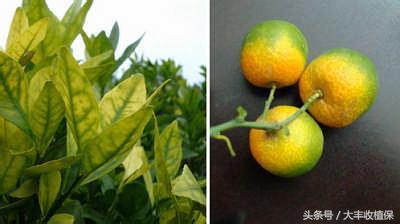 黄龙病无药可治!学会这三招,让黄龙病无处遁形