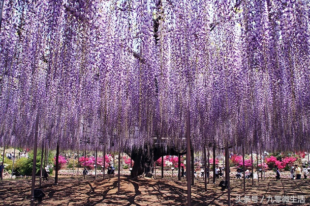 日本最大一棵紫藤图片,最好看的日本紫藤