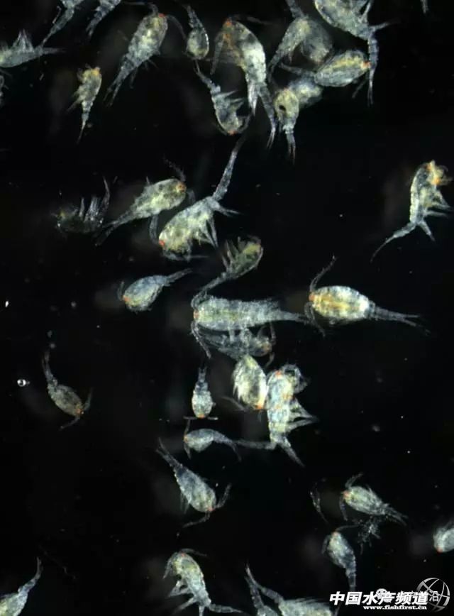 它为何两年就能为一百多家苗场追棒使用?