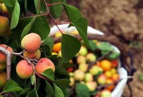 探寻山东古村落青岛8处古村落,青岛西海岸周边最美古村