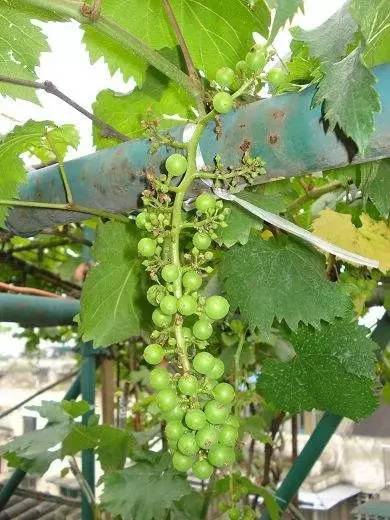 哪个品种的葡萄不易落花落果,葡萄落花落果用什么药