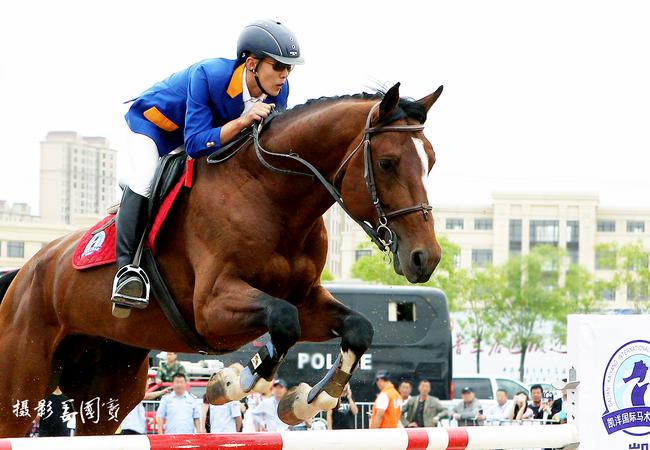 马术耐力赛100公里,马术耐力赛蒙古马