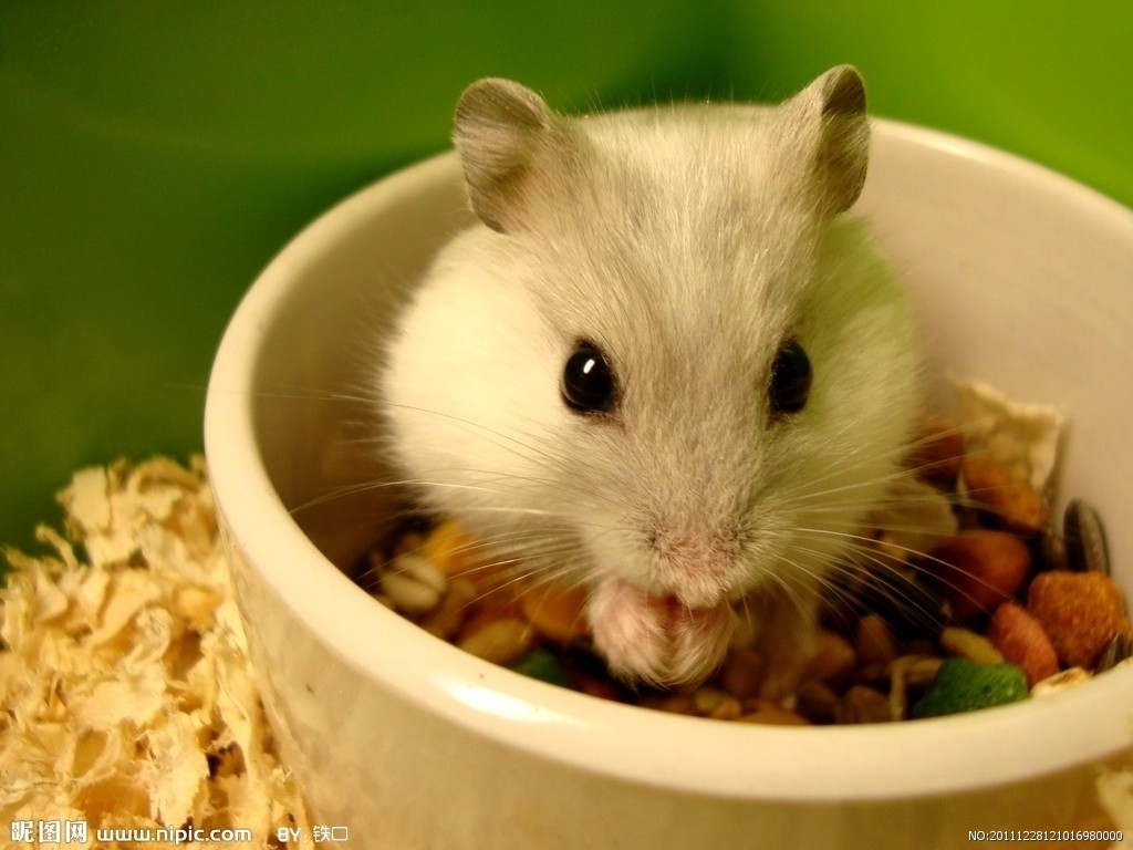 超级可爱的十大萌宠可以在家养,好养又干净的宠物萌宠