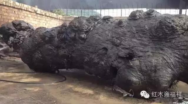 金丝楠和木中熊猫,阴沉木大熊猫