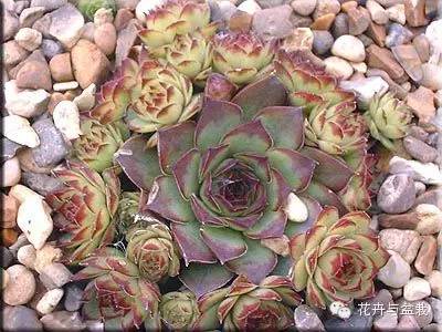 观音莲花的品种,观音莲哪个品种最值钱