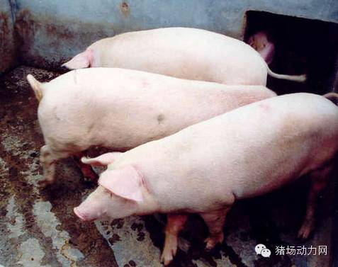 种猪的一生视频,种猪的一生
