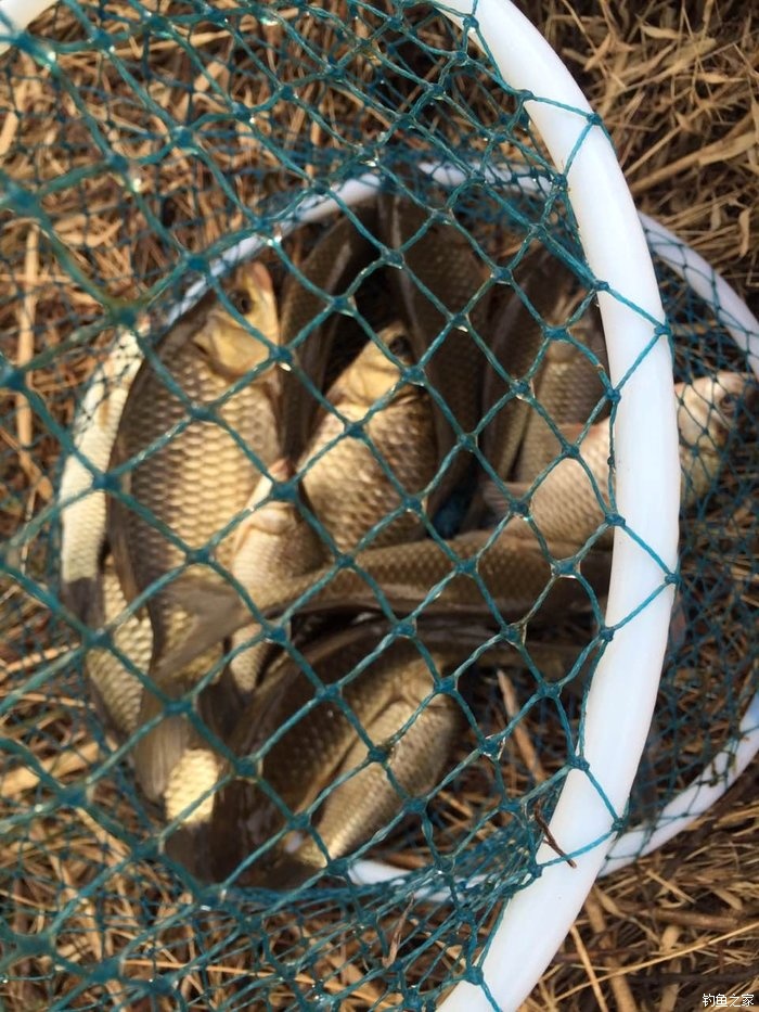 钓鲫鱼红虫带散炮,废弃鱼塘钓鲫鱼