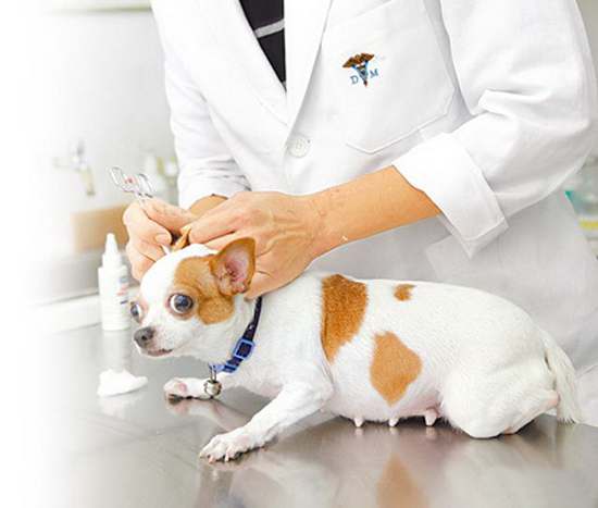 狗狗清理耳道的正确方法,怎么帮狗狗清理口腔