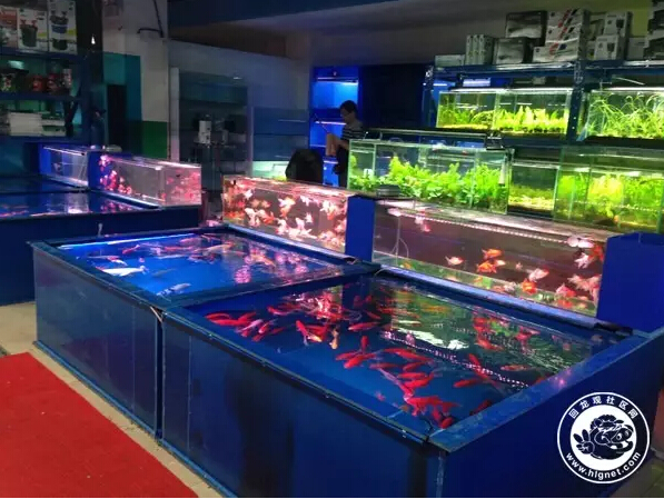 北京回龙观花鸟鱼虫,昌平回龙观附近的花鸟鱼虫市场