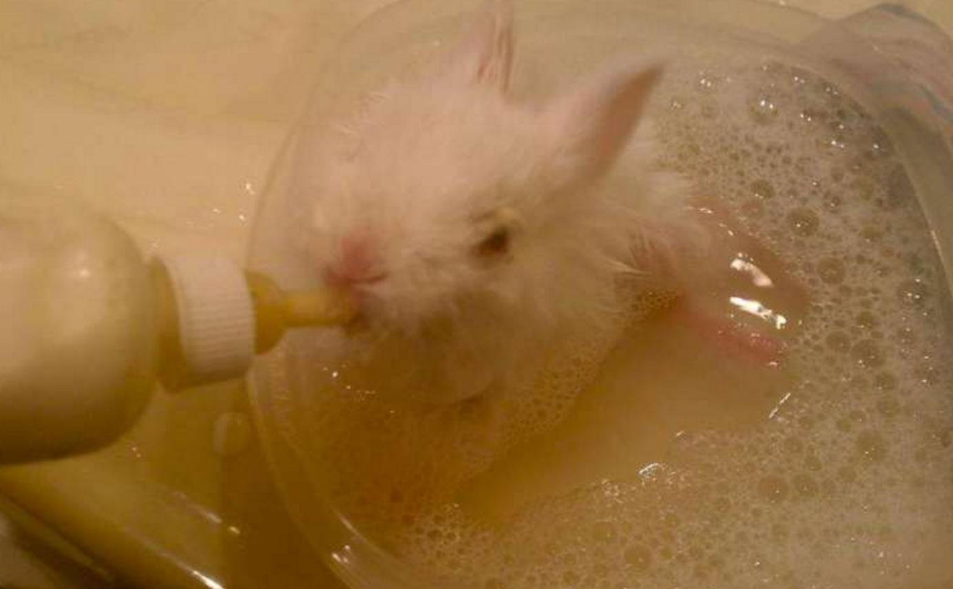 他救了这只小兔子时发现它下身已瘫痪,苦思之下想出一个绝妙方法