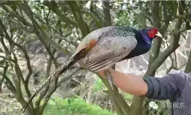 宁德丽城小筑农家乐,宁德周边农家乐一日游