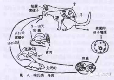 孕妇怀孕期间可以养宠物吗,孕妇家里养宠物好不好
