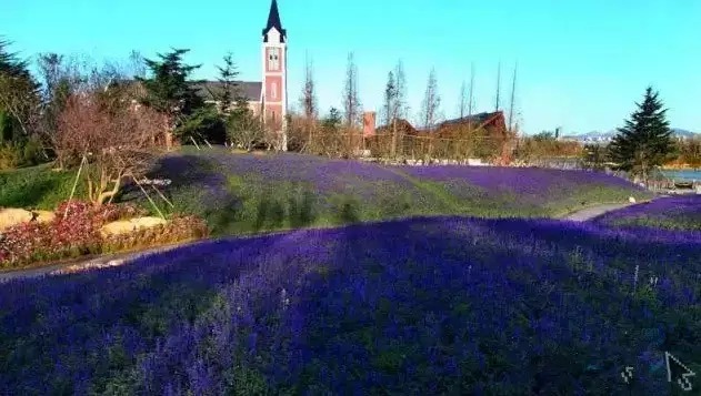 温暖的春天烟台,春天来了呈现出一片花的海洋