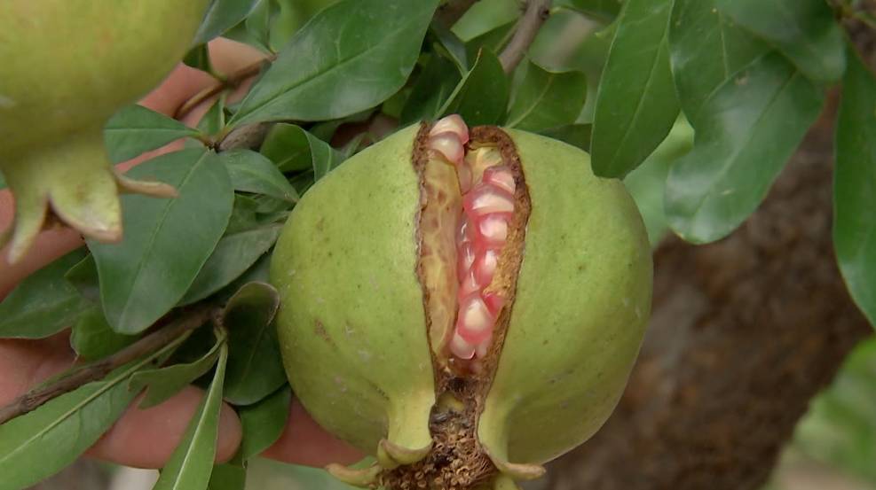 不用吐籽的石榴是哪种,吃石榴的正确方法石榴要不要吐籽