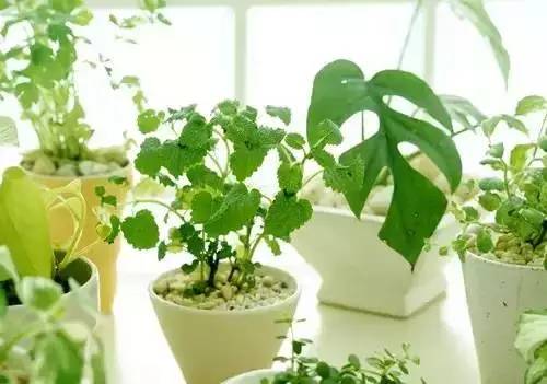 被蚊子咬了特别痒用什么快速止痒,蚊子咬后非常痒有什么偏方