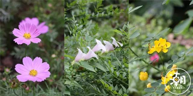 重庆桂花园景点,重庆桂花公园免费