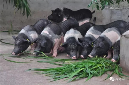 仔猪黄白痢期间可以打生血素吗,仔猪球虫病与黄白痢粪便区别