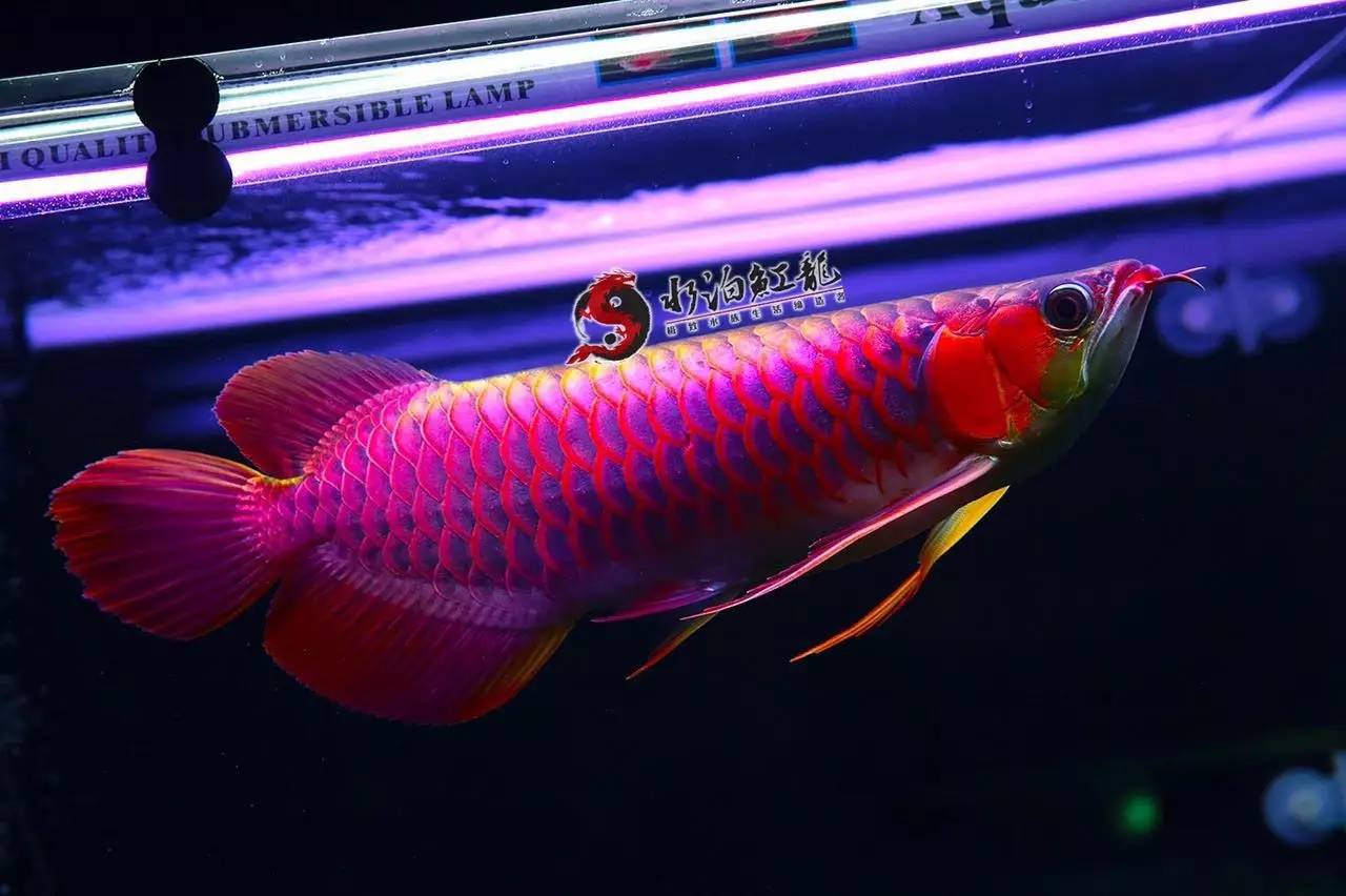 红龙多大入手好,红龙怎么挑选才不被骗