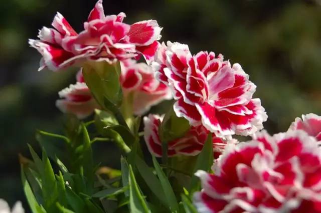 适合室内种植又有香味的植物,四季开花而且花香好养的植物