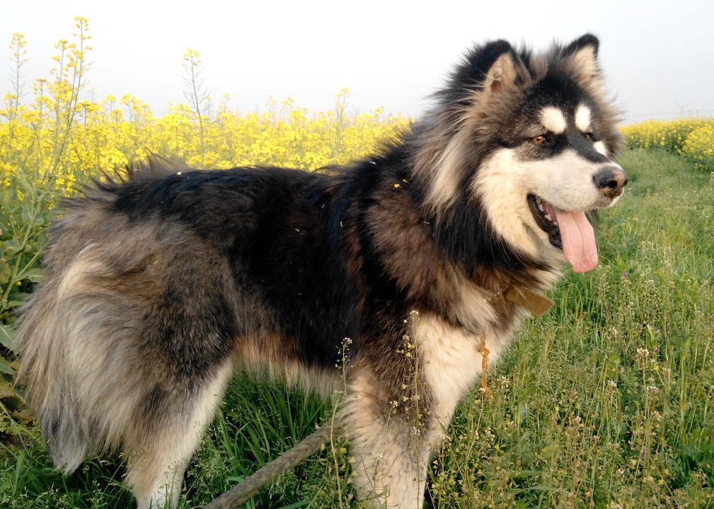 比较贵的狗狗都有哪些,各类狗狗图片品种价格