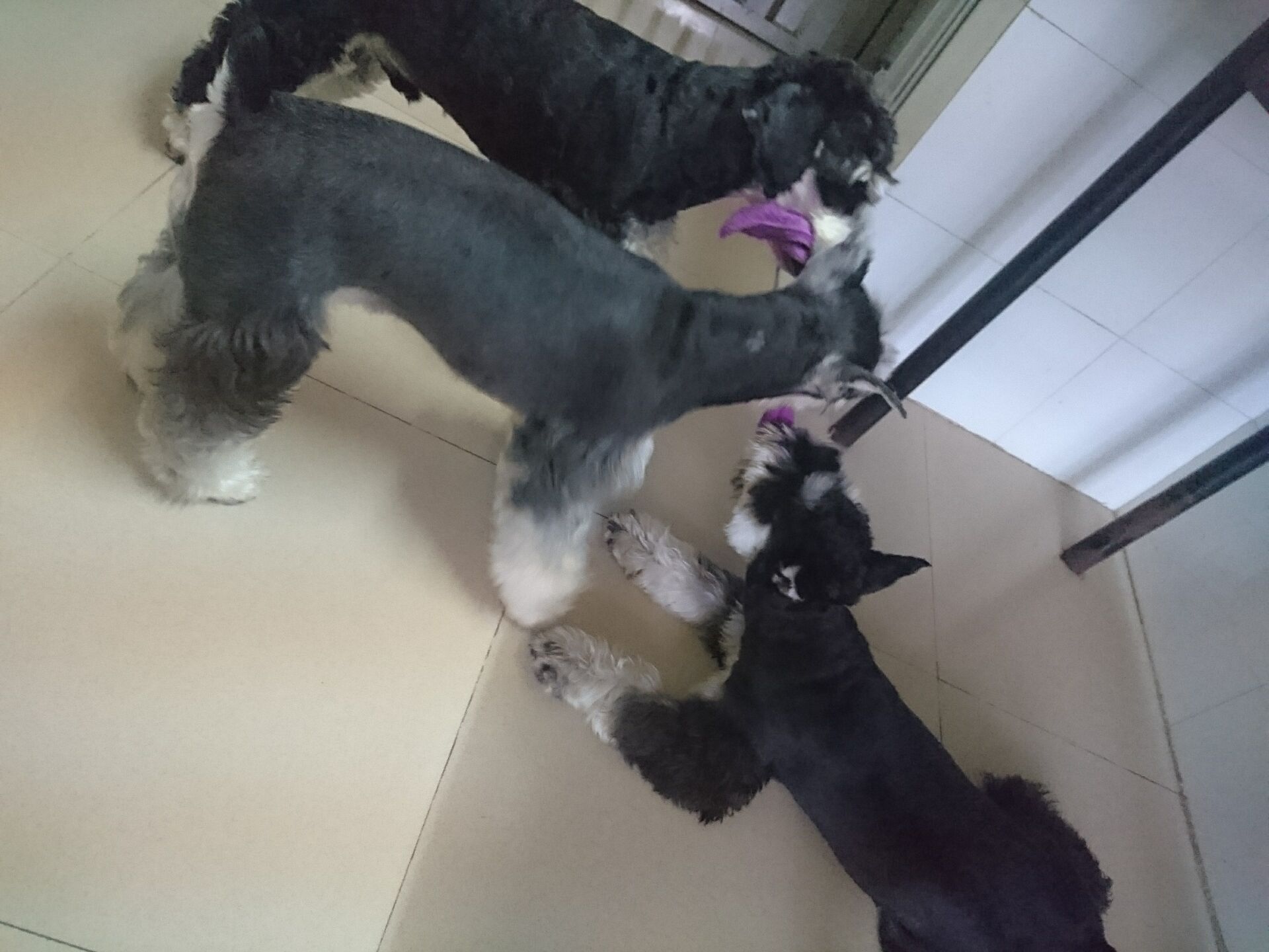 雪纳瑞狗狗最喜欢什么玩具,雪纳瑞狗狗喜欢玩什么玩具呀