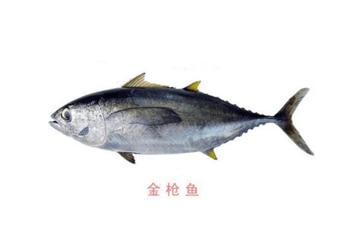 孕妇吃鲭鱼对胎儿发育好,大西洋鲭鱼孕妇能吃吗